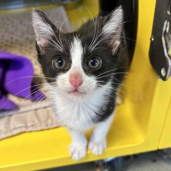 Jolly the Giant Green Bean -  Domestic Short Hair Cat for Adoption in Abilene, Texas - Jolly The Giant Green Bean | PetCurious