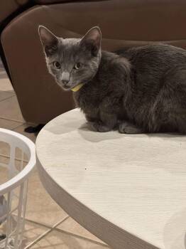 Domestic Short Hair and Russian Blue Cats Available for Adoption - Crystal | PetCurious