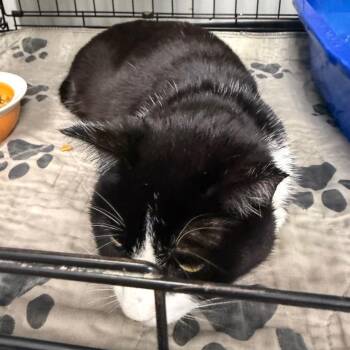 Domestic Short Hair Cats Available for Adoption in Normal, Illinois - Flower | PetCurious