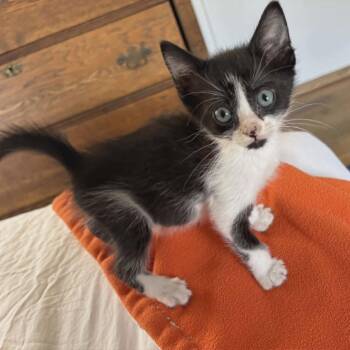 Tacoma -  Domestic Short Hair Cat for Adoption in Las Cruces, New Mexico - Tacoma | PetCurious