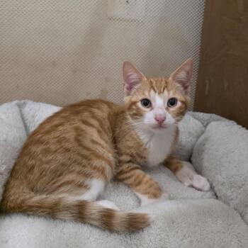 Ranger -  Domestic Short Hair and Extra Toes Cat Hemingway Polydactyl Cat for Adoption in Mastic, New York - Ranger | PetCurious