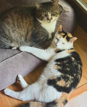 Creepy Zachary & Crazy Lou -  Domestic Short Hair Cat for Adoption in Berkeley Springs, West Virginia - Creepy Zachary & Crazy Lou | PetCurious