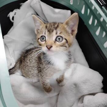 Domestic Short Hair Cats Available for Adoption in Summerville, South Carolina - Theo | PetCurious