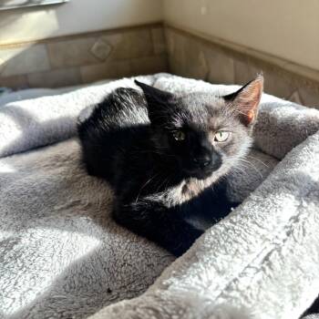 Wolf -  Domestic Short Hair Cat for Adoption in Melville, New York - Wolf | PetCurious