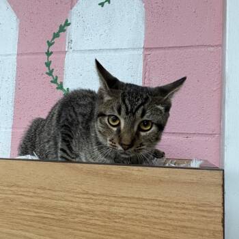 Rescue Domestic Short Hair Cats for Adoption in Laredo, Texas - Leo | PetCurious
