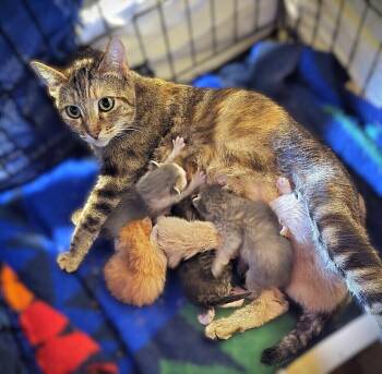 Ragamuffin and Domestic Long Hair Cats Available for Adoption in Pacifica, California - Pinkie Pie | PetCurious