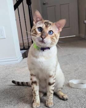 Bengal and Siamese Cats Available for Adoption in Frisco, Texas - Snow | PetCurious