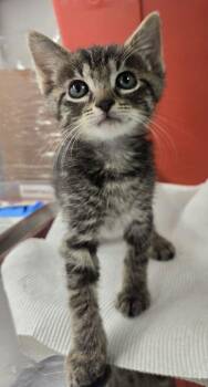 Eleven -  Domestic Short Hair Cat for Adoption in Fresno, California - Eleven | PetCurious