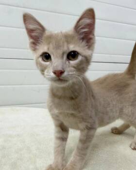 Cashew -  Domestic Short Hair Cat for Adoption in Lagrange, Indiana - Cashew | PetCurious
