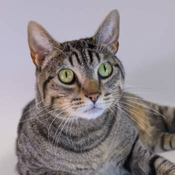 Rescue Domestic Short Hair Cats for Adoption in Houston, Texas - Kash | PetCurious