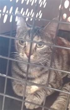 Domestic Short Hair Cats Available for Adoption in Louisville, Kentucky - A796663 | PetCurious