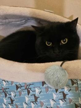Domestic Short Hair Cats Available for Adoption - Xenon | PetCurious
