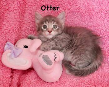 Otter -  Domestic Long Hair and Maine Coon Cat for Adoption in St. Augustine, Florida - Otter | PetCurious