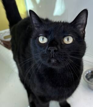 Rescue Domestic Short Hair Cats for Adoption in Golden, Colorado - Cerise | PetCurious