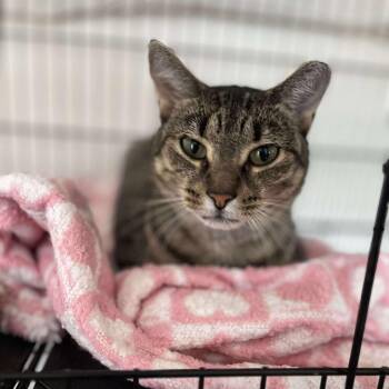 Rescue Tabby Cats for Adoption in Huntington, New York - Evie | PetCurious