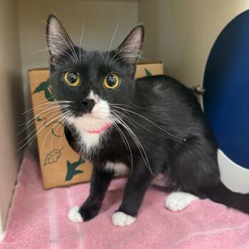 Domestic Short Hair Cats Available for Adoption in Fairport, New York - London | PetCurious