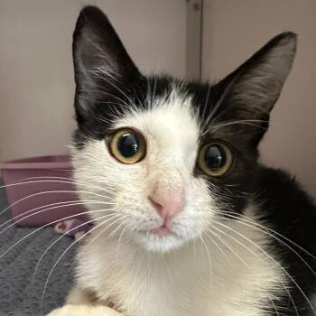 Tuck -  Domestic Short Hair Cat for Adoption in Houston, Texas - Tuck | PetCurious
