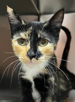 Louisa -  Domestic Short Hair Cat for Adoption in Logan, Utah - Louisa | PetCurious