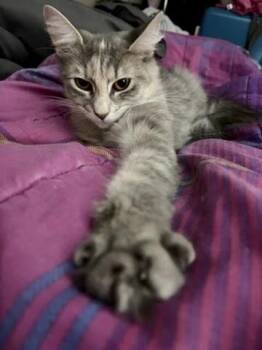 Mazie -  Domestic Medium Hair Cat for Adoption in Melville, New York - Mazie | PetCurious