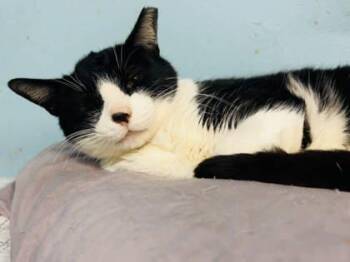 Socks -  Domestic Short Hair Cat Available for Adoption in River Ridge, Louisiana - Socks | PetCurious