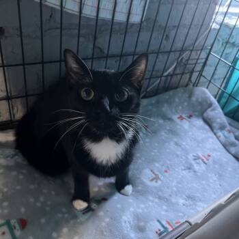 Rescue Domestic Short Hair Cats for Adoption in Reisterstown, Maryland - York Peppermint Patty | PetCurious