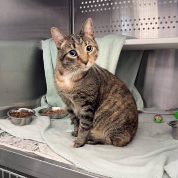 Domestic Short Hair Cats Available for Adoption in Pittsburgh, Pennsylvania - Gucci | PetCurious
