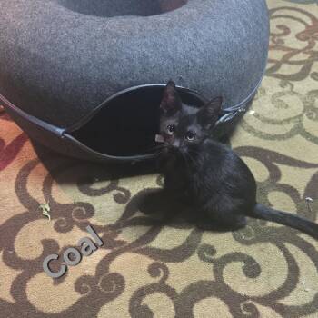 Coal -  American Shorthair Cat Available for Adoption in Park Row, Texas - Coal | PetCurious