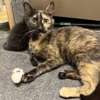 Sugarfish -  Domestic Short Hair Cat for Adoption in New York, New York - Sugarfish | PetCurious