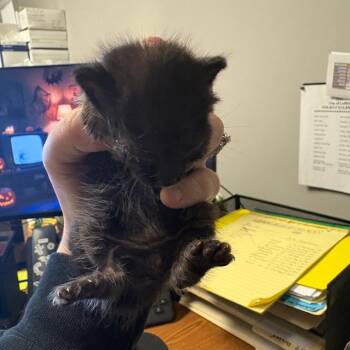 Conan -  American Shorthair Cat for Adoption in Lufkin, Texas - Conan | PetCurious