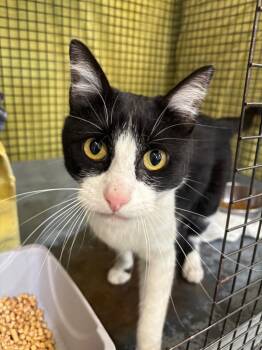 Marie -  Domestic Short Hair Cat for Adoption in Gillette, Wyoming - Marie | PetCurious