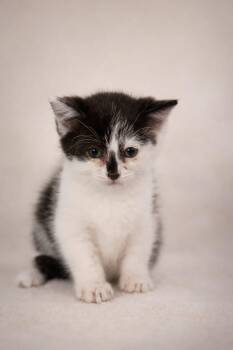 Tuxedo Cats Available for Adoption - Teto | PetCurious