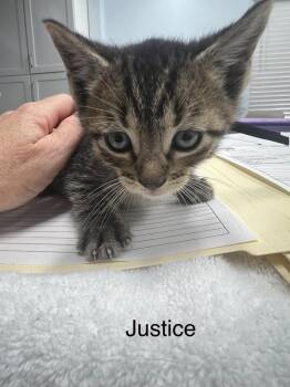 Domestic Short Hair Cats Available for Adoption in Hudson, New Hampshire - Liberty | PetCurious