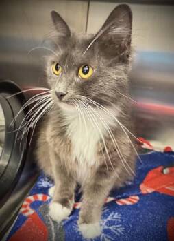LUCY -  Domestic Long Hair Cat for Adoption in Santa Cruz, California - LUCY | PetCurious