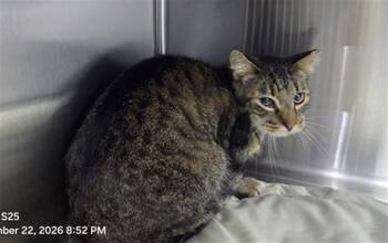 A606013 -  Domestic Short Hair Cat for Adoption in Orlando, Florida - A606013 | PetCurious