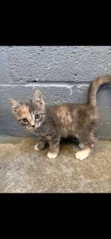 Dilute Calico Cats Available for Adoption in Bloomingdale, New Jersey - Peanut | PetCurious