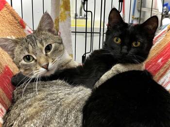 Moon Beam -  Domestic Short Hair Cat for Adoption in Estherville, Iowa - Moon Beam | PetCurious