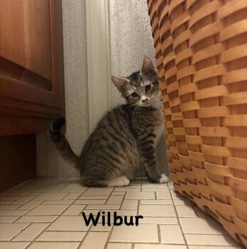 Wilbur (Lucky Littles Duo) -  Domestic Short Hair Cat for Adoption in Telford, Pennsylvania - Wilbur (Lucky Littles Duo) | PetCurious
