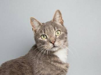 Radichino -  Domestic Short Hair Cat for Adoption in Longmont, Colorado - Radichino | PetCurious
