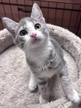 Thimble -  Domestic Short Hair Cat for Adoption in Roseville, California - Thimble | PetCurious