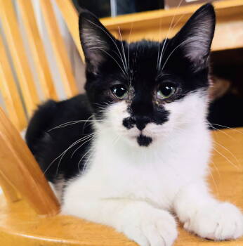 Rescue Domestic Short Hair Cats for Adoption in Nazareth, Pennsylvania - Cleopatra Kitten | PetCurious