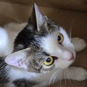 AHNJ-Stray-122000 -  Domestic Short Hair Cat for Adoption in Newark, New Jersey - AHNJ-Stray-122000 | PetCurious