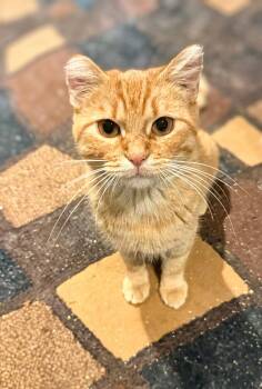 Molly -  Domestic Short Hair Cat for Adoption in Winnipeg, Manitoba - Molly | PetCurious