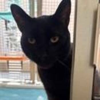 Domestic Short Hair Cats Available for Adoption in Pasadena, California - Duncan | PetCurious
