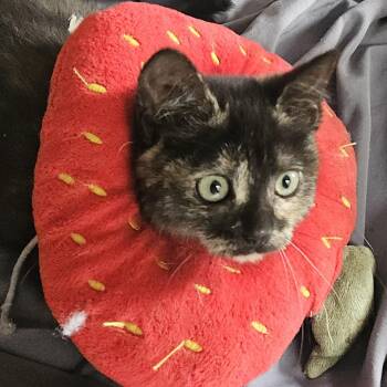 Peanut -  Domestic Short Hair Cat for Adoption in Pleasanton, California - Peanut | PetCurious