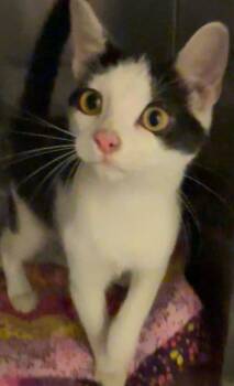PORSHIA -  Domestic Short Hair Cat for Adoption in Elizabethton, Tennessee - PORSHIA | PetCurious