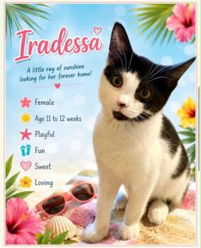Iradessa -  Domestic Short Hair Cat for Adoption in Cortland, Ohio - Iradessa | PetCurious