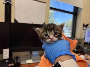 BAMBI -  Domestic Short Hair Cat for Adoption in Thousand Palms, California - BAMBI | PetCurious