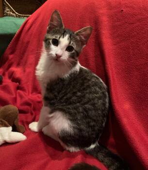 Tabby Cats Available for Adoption - Pawzi | PetCurious