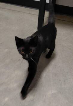 Bash -  Domestic Short Hair Cat Available for Adoption in Henderson, North Carolina - Bash | PetCurious