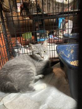 Athie -  Domestic Short Hair Cat for Adoption in Chatham, Virginia - Athie | PetCurious